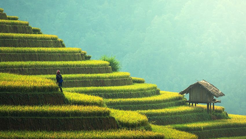 Green scaclled field